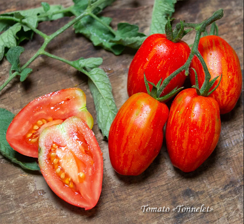 Variegated tomato "Tonnelet", Пёстрый томат "Тоннелет"